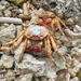 Crabs cemetery.  by cocobella