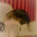 Intentionally Blurred Cat (aka Camera Shake!) by 30pics4jackiesdiamond