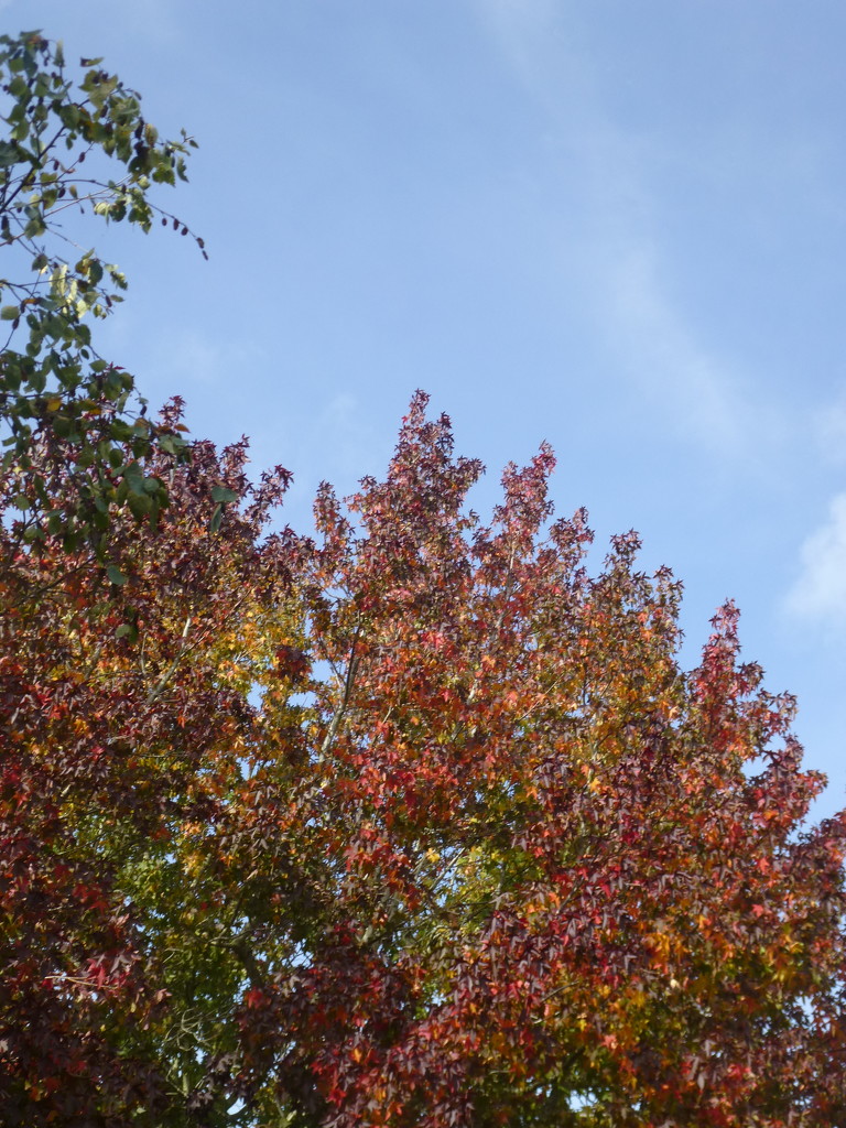 Tree Slowly Gainig Autumn's Colours by 30pics4jackiesdiamond