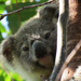 last joey of the year by koalagardens