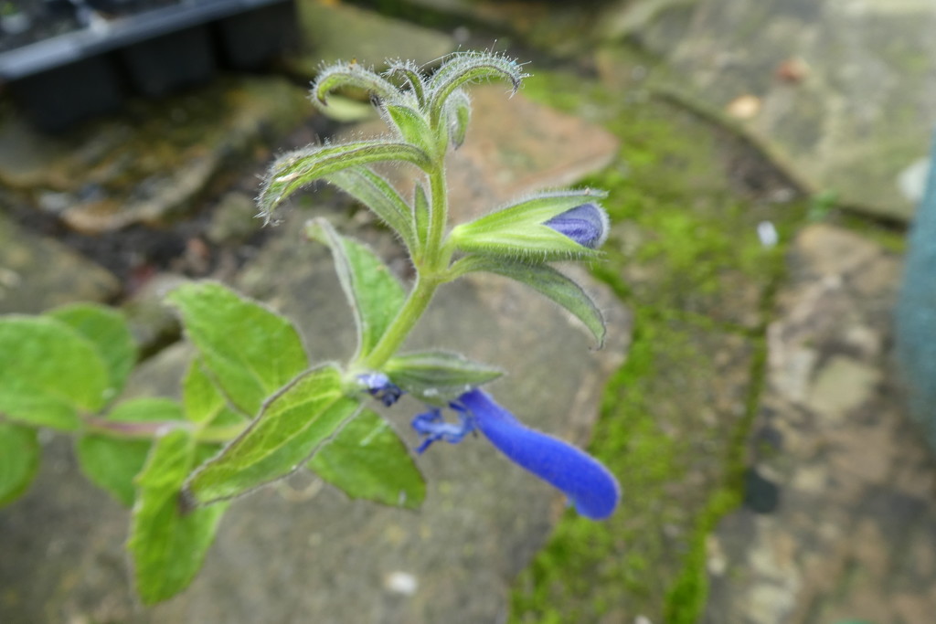 salvia's having another bit of a go by anniesue