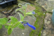 12th Oct 2017 - salvia's having another bit of a go