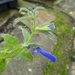 salvia's having another bit of a go by anniesue