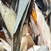 Corn On The Cornstalk  by jo38