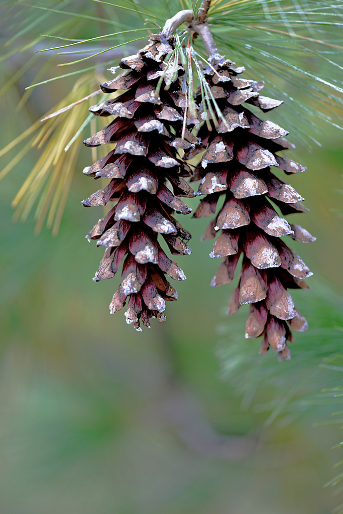 Pine cones ... their a little sappy! by fayefaye