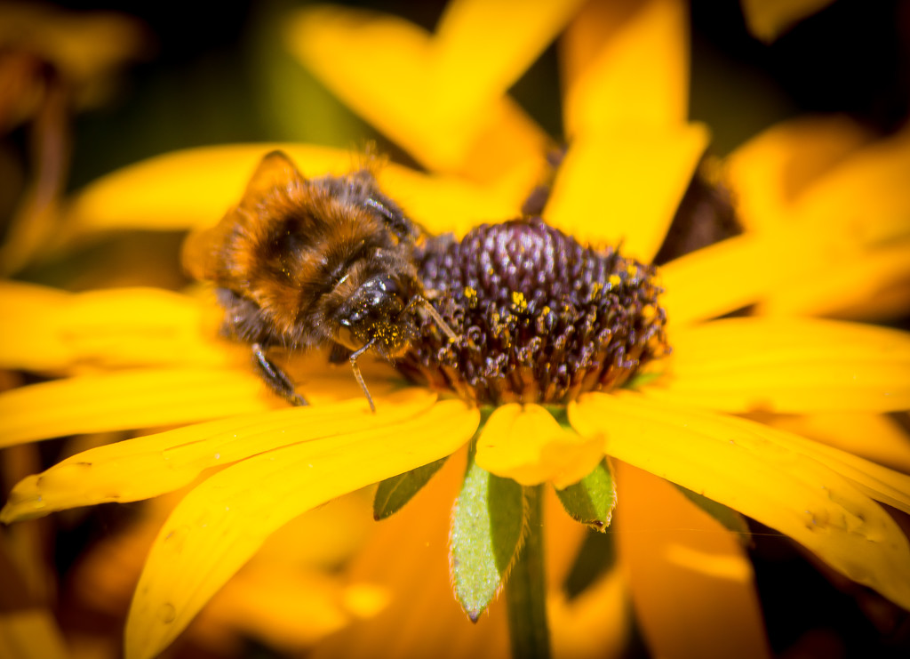 Bee by swillinbillyflynn