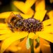 Bee by swillinbillyflynn