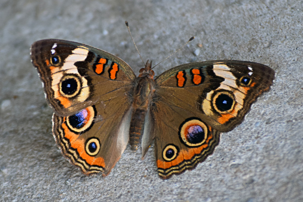 Common Buckeye Butterfly by dsp2