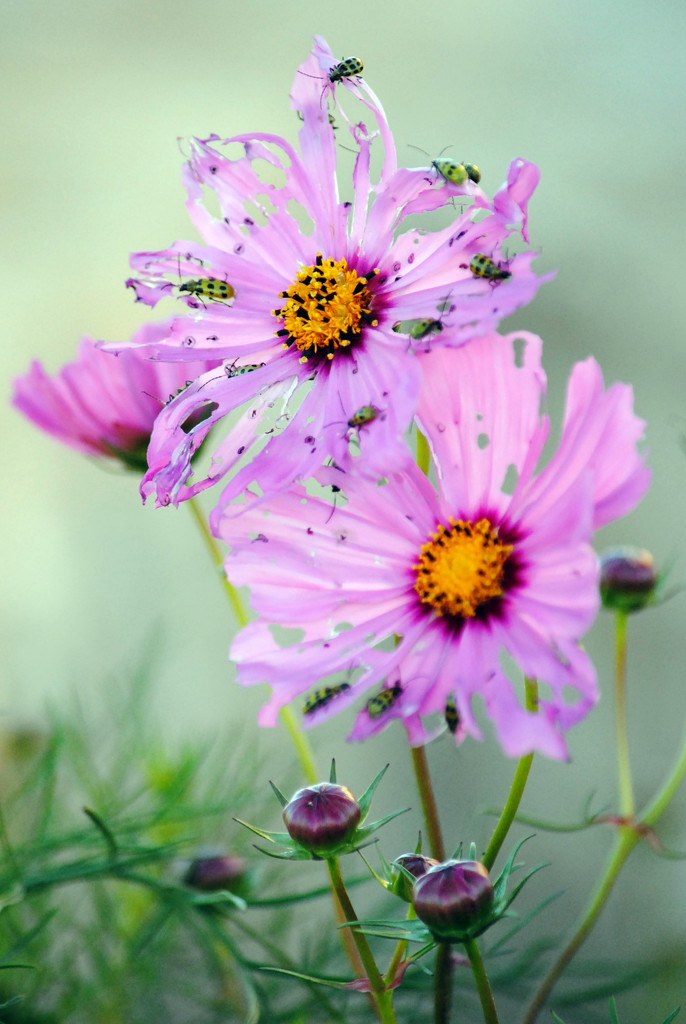 Myy cosmos transformed into pink snowflakes by genealogygenie