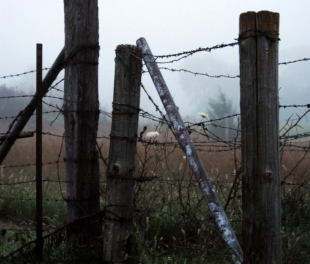 Fog and Fenceposts by genealogygenie