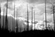 12th Oct 2017 - Burned Trees and Clouds