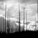 Burned Trees and Clouds by gq