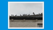 13th Oct 2017 - Starlings 