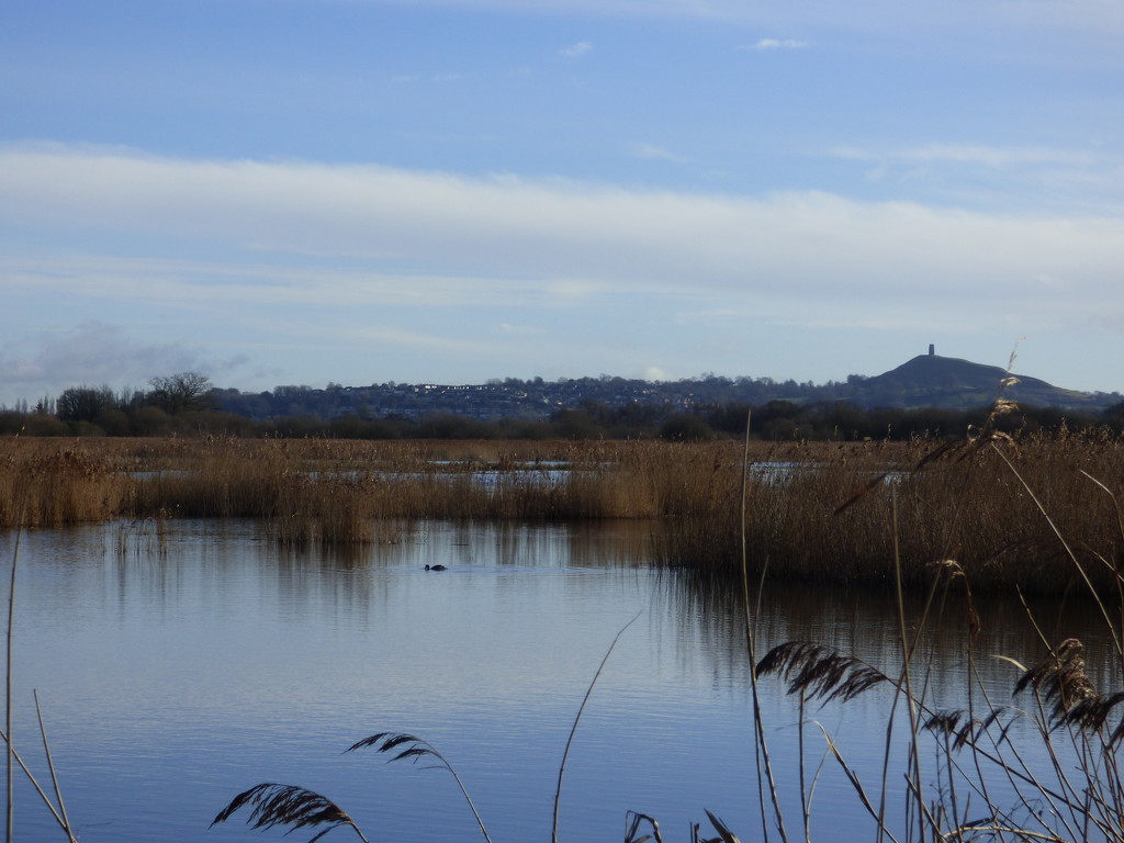 Serene wetlands by julienne1