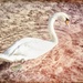 Swan by pamknowler