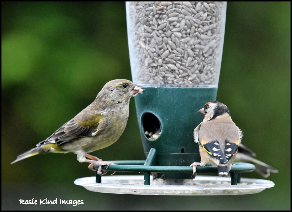 Friendly finches by rosiekind