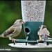 Friendly finches by rosiekind