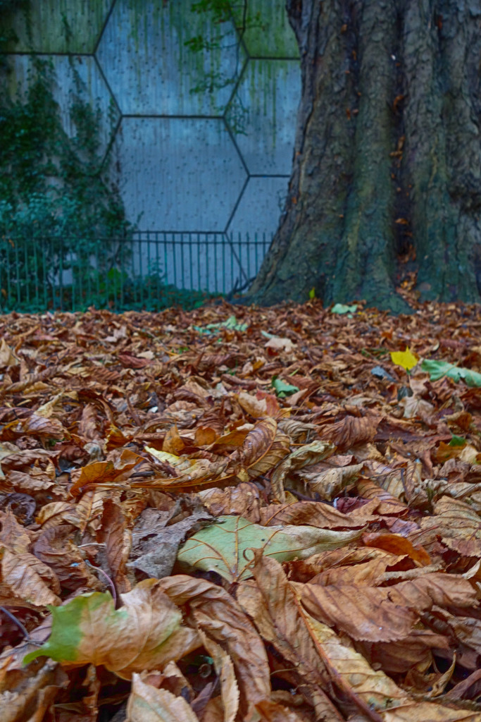 Autumn leaves by rumpelstiltskin