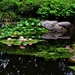 Pink Water Lilies ~ by happysnaps