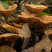 Fungi! by rickster549