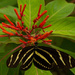 Zebra Heliconian Butterfly!! by rickster549