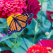 Monarch Butterfly by hjbenson