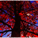 Red Tree by joysfocus