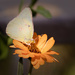 cabbage butterfly by aecasey