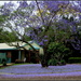 A carpet of blue from the fallen flowers of the Jackarandah tree in my front garden by 777margo
