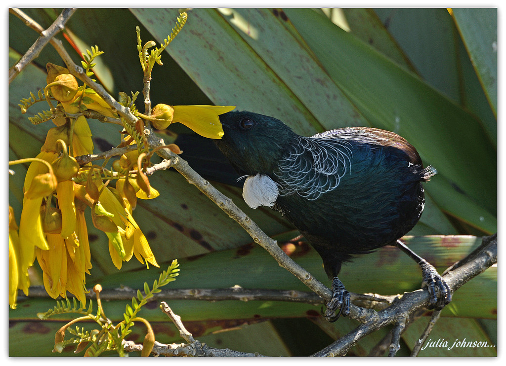 Kowhai and Tui.... I think my head is stuck... by julzmaioro