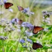 The Monarchs flew into the Hill Country in front of a cold front yesterday by louannwarren