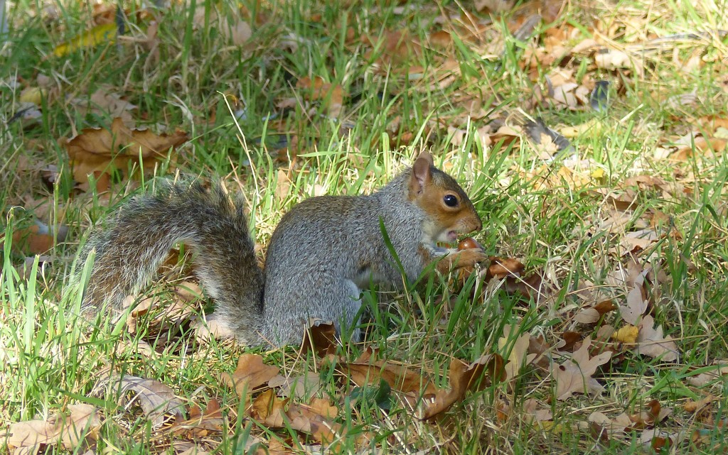 Ickworth Squirrel by g3xbm