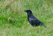 14th Oct 2017 - CARRION CROW
