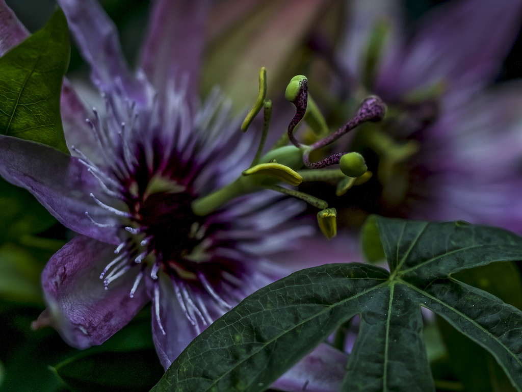 Passion Flower Macro. by tonygig