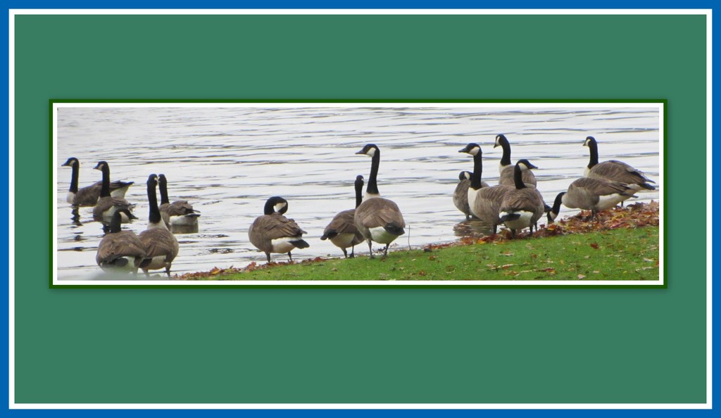 14 Canada Geese beside Lake Windermere. by grace55