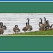 14 Canada Geese beside Lake Windermere. by grace55