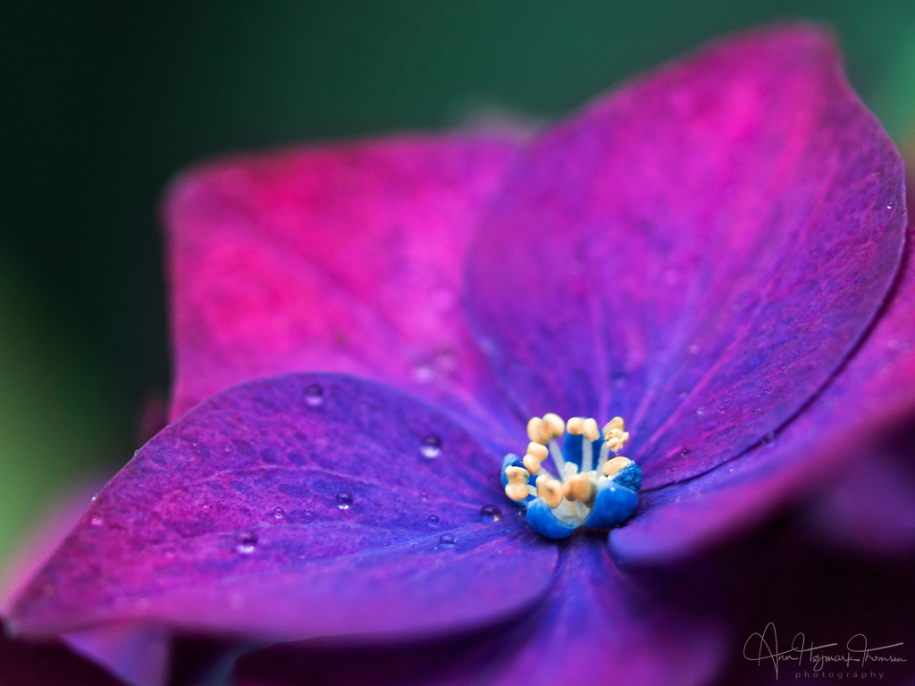 A splash of colour and a few rain drops… by atchoo