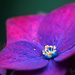 A splash of colour and a few rain drops… by atchoo