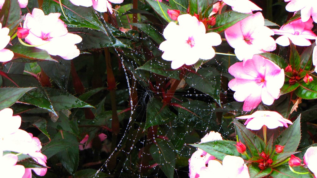 Spider Web by 365projectorgkaty2