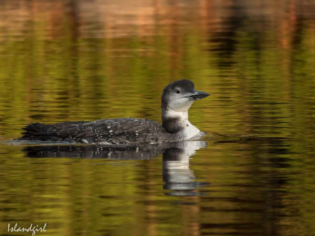 Juvenile Loon  by radiogirl