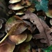 Camouflage by stimuloog