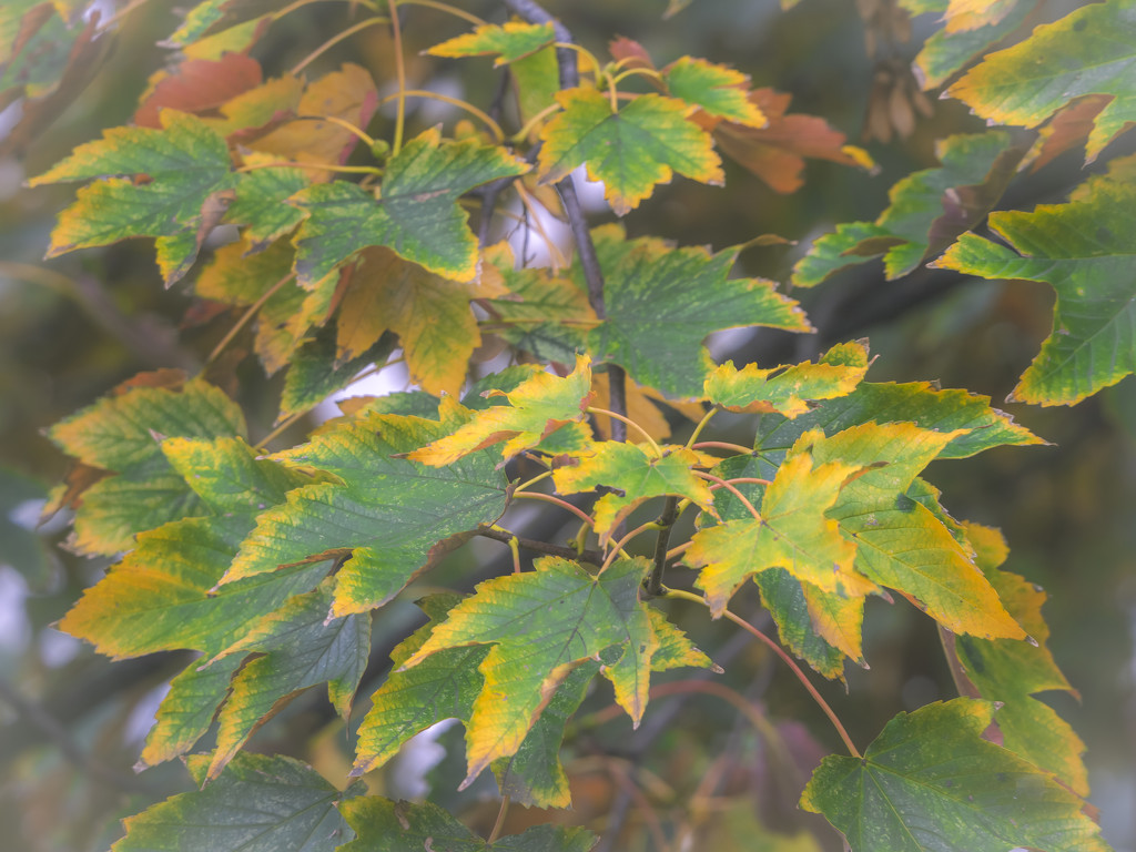 Maple leaves by haskar