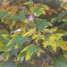 Maple leaves by haskar