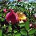 Beautiful Rose + Bugs ~ by happysnaps