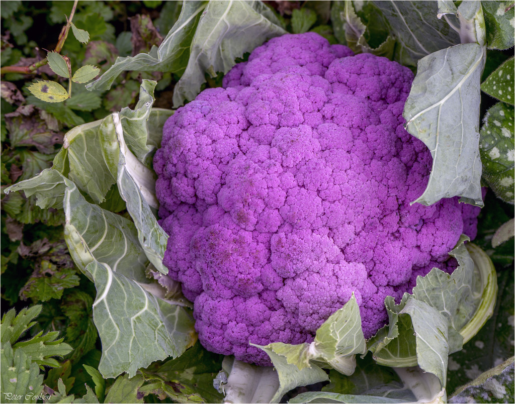 Purple Cauliflower  by pcoulson