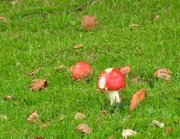 13th Oct 2017 - Fly agaric
