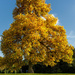 Golden Tree  by rjb71