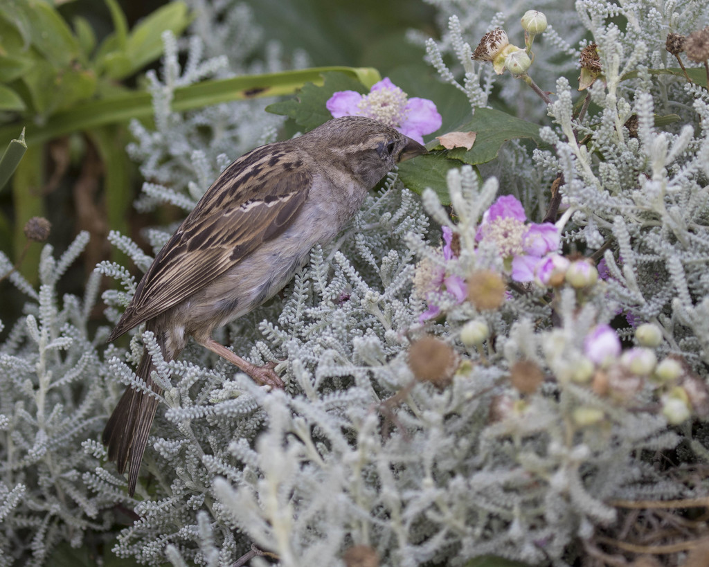 sparrow  by shepherdmanswife