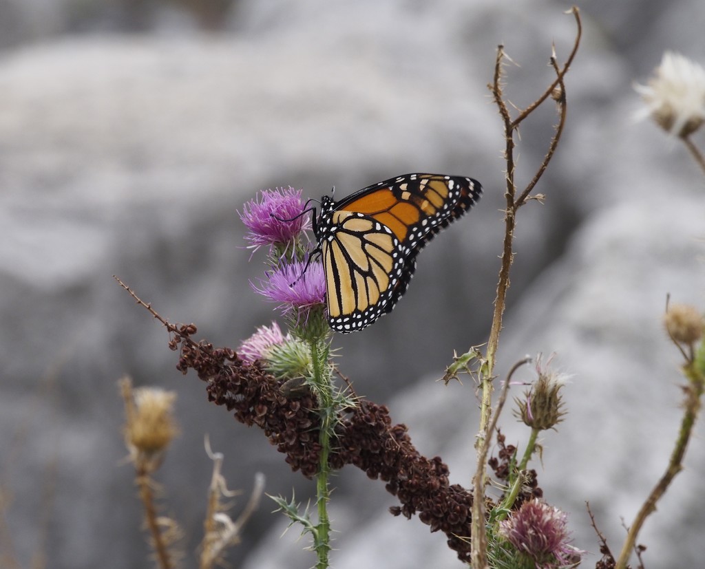 Monarch Butterfly by selkie