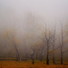 Ghost Trees by exposure4u
